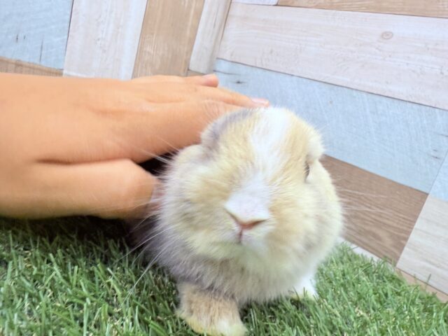 ネザーランドドワーフ