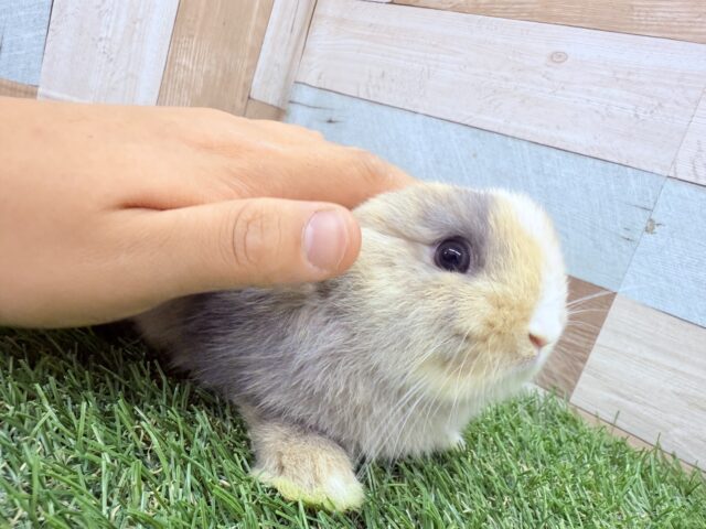 ネザーランドドワーフ