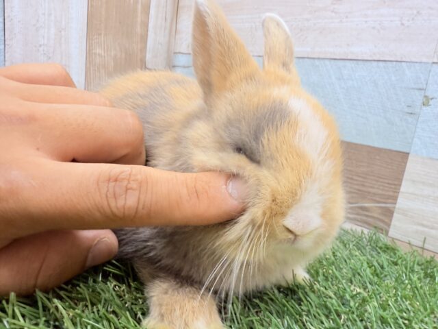 ネザーランドドワーフ