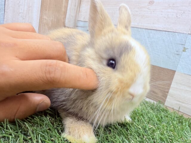 ネザーランドドワーフ