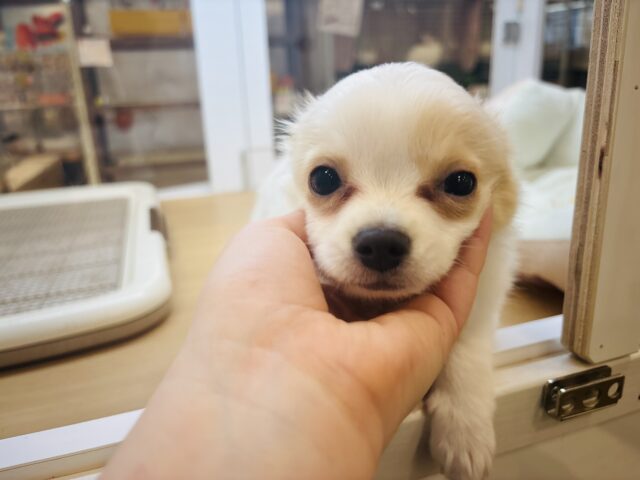 チワワ
