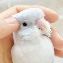 最新画像あり⭐️人気カラー🩵マメルリハインコ（アメリカンホワイト）