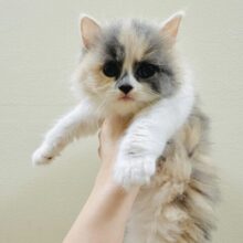 めろめろにゃんこ🤤🫶サイベリアン女の子
