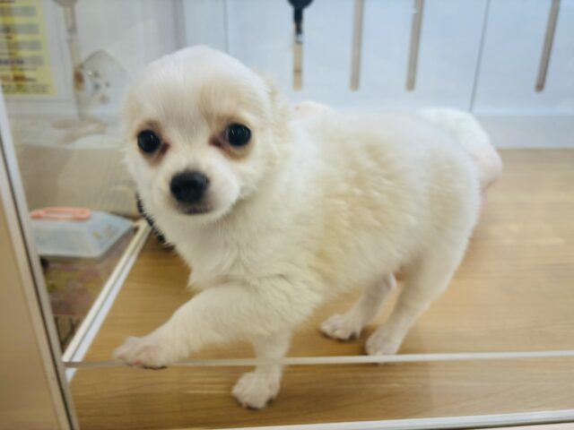 チワワ