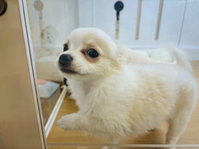 チワワ