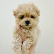 大人気のミックス犬！おっとりマルプーちゃん𐔌ᵔ ܸ>⩊<︎︎ ܸᵔ 𐦯