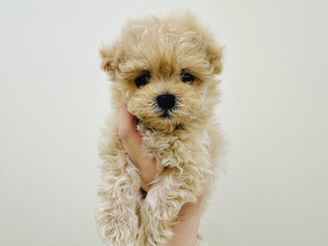 大人気のミックス犬！おっとりマルプーちゃん𐔌ᵔ ܸ>⩊<︎︎ ܸᵔ 𐦯