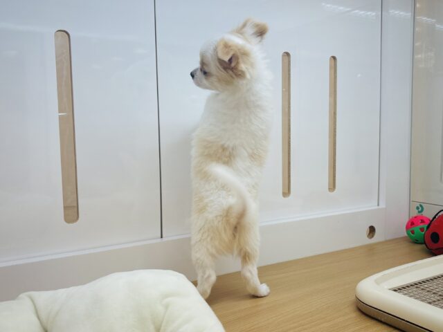 チワワ