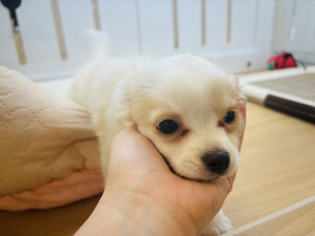 チワワ