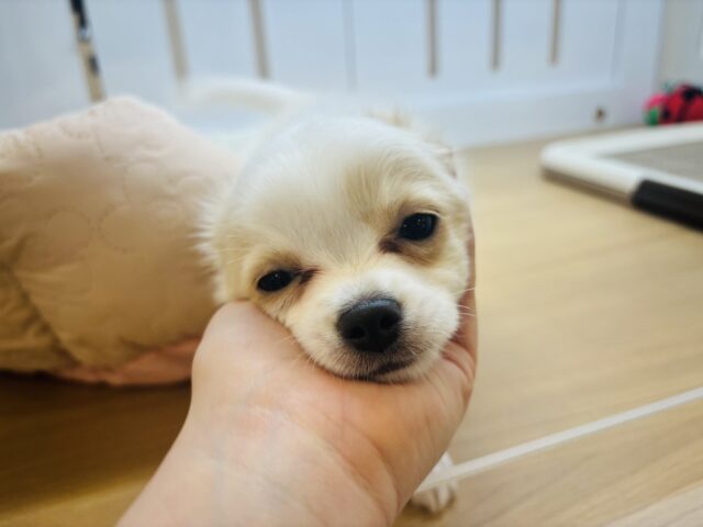 チワワ