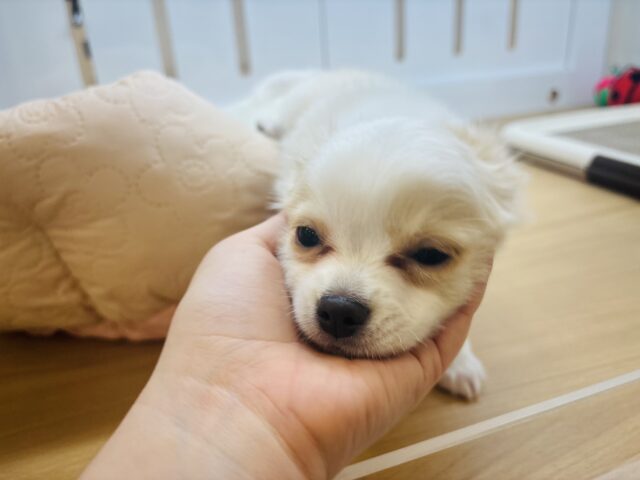 チワワ