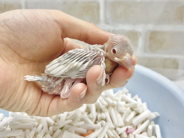シルバーイノ文鳥