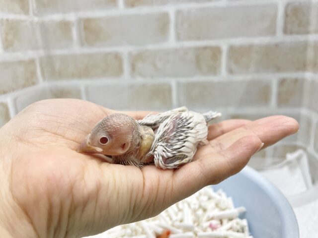 シルバーイノ文鳥