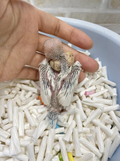 シルバーイノ文鳥