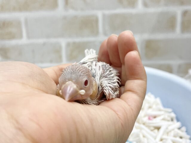シルバーイノ文鳥