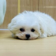 白い天使໒꒱· ﾟもふもふマルチーズくん