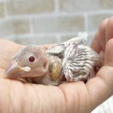ルビーアイのレアカラー🩶シルバーイノ文鳥