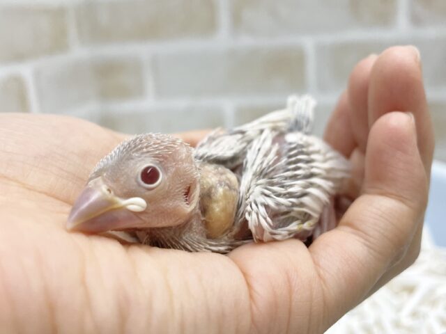ルビーアイのレアカラー🩶シルバーイノ文鳥
