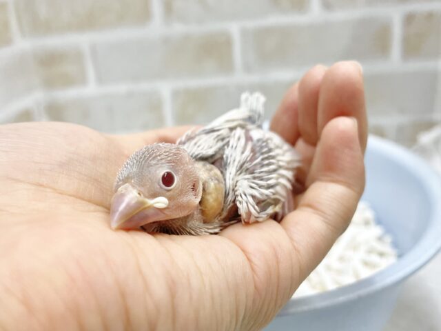 シルバーイノ文鳥