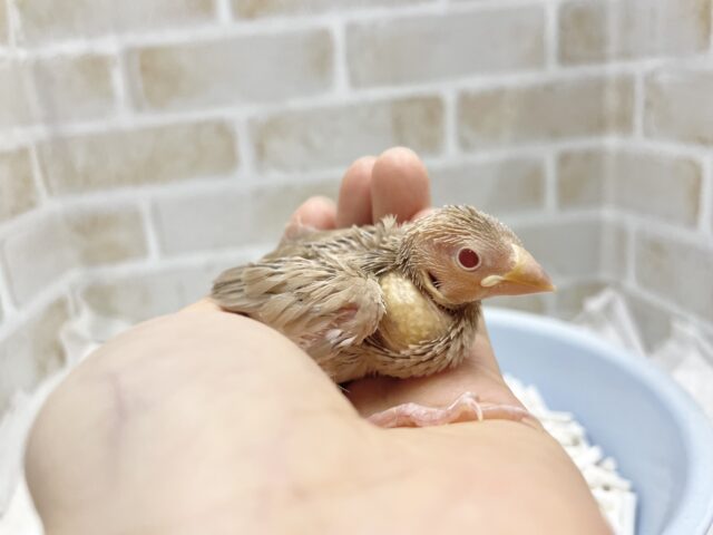 シナモン文鳥