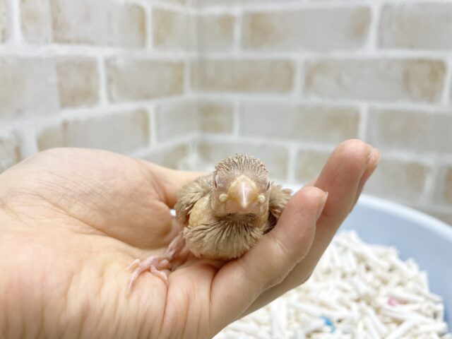 シナモン文鳥