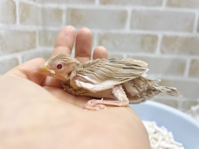 シナモン文鳥