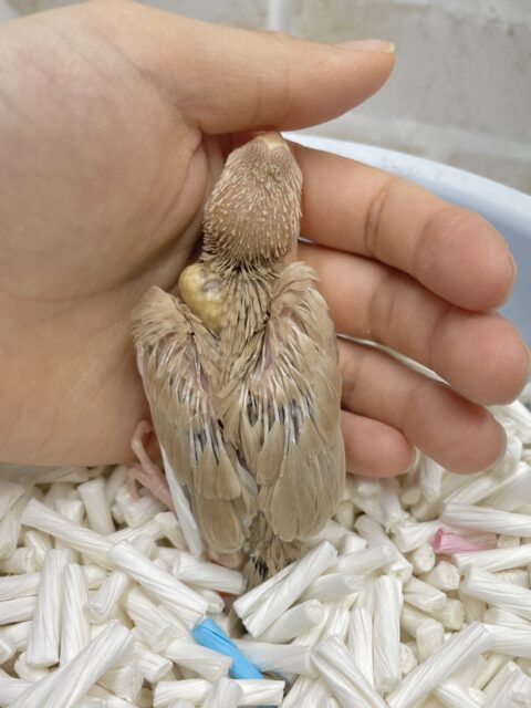 シナモン文鳥