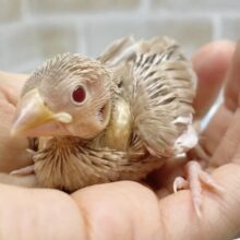 ちっちゃなミルクティー🧋シナモン文鳥