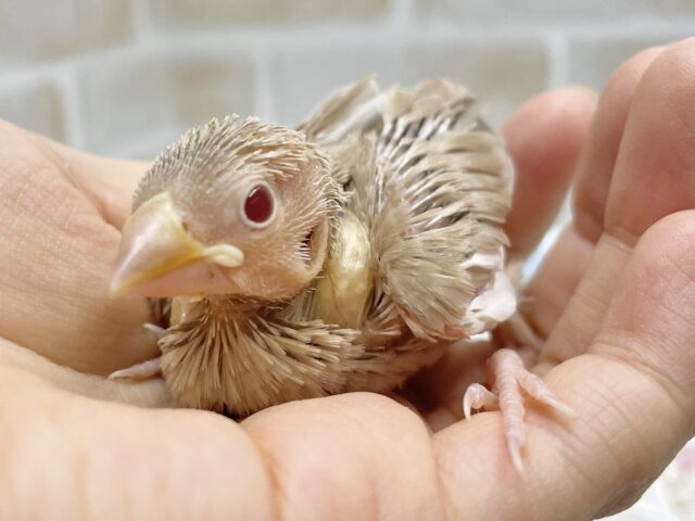 ちっちゃなミルクティー🧋シナモン文鳥