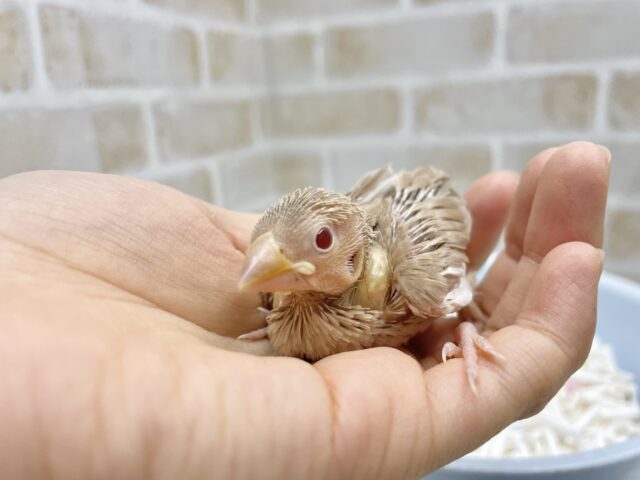 シナモン文鳥