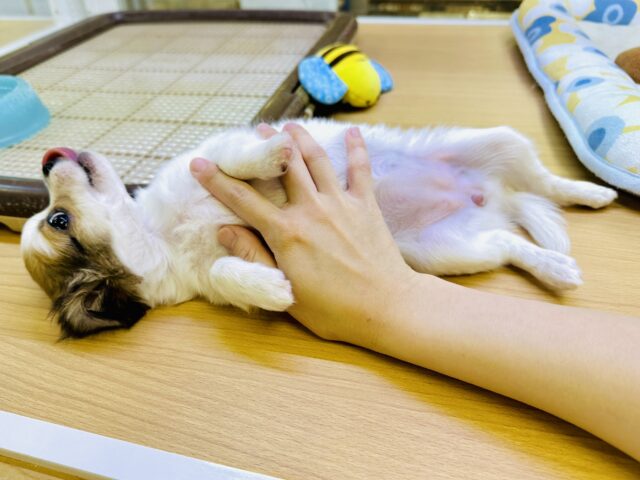 ポメチー（ポメチワ）