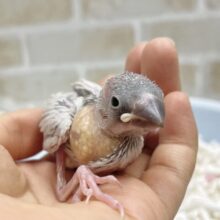 頭ツルツルおチビちゃん⭐︎シルバー文鳥