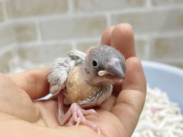 頭ツルツルおチビちゃん⭐︎シルバー文鳥