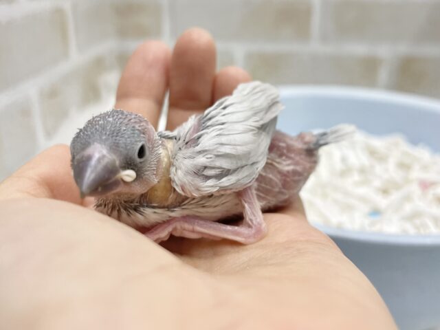 シルバー文鳥