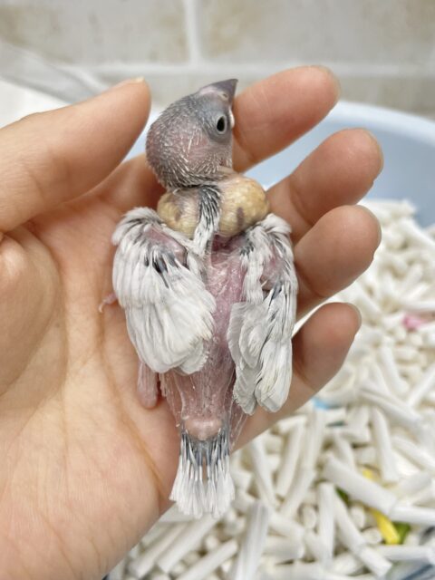 シルバー文鳥