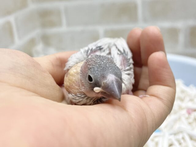 シルバー文鳥