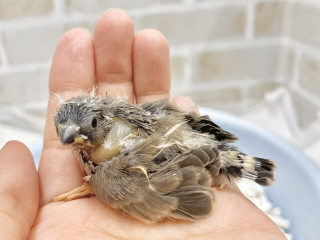 錦花鳥（キンカチョウ）