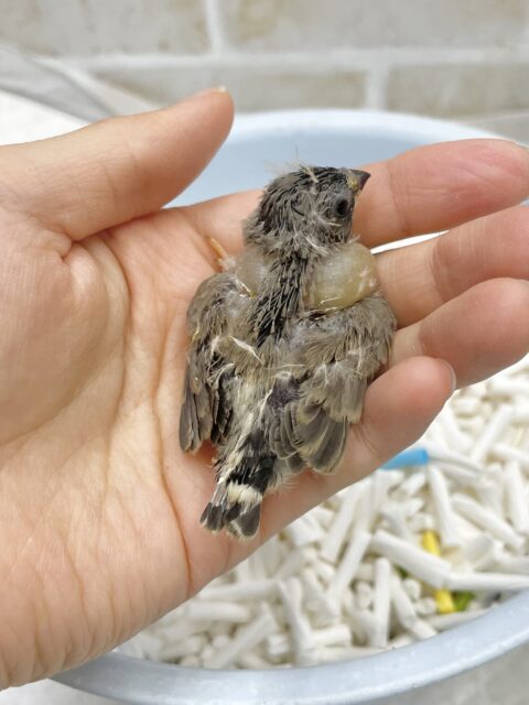 錦花鳥（キンカチョウ）