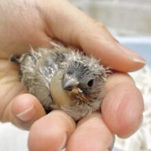 パヤパヤのおチビさん⭐︎キンカチョウ（ノーマル）
