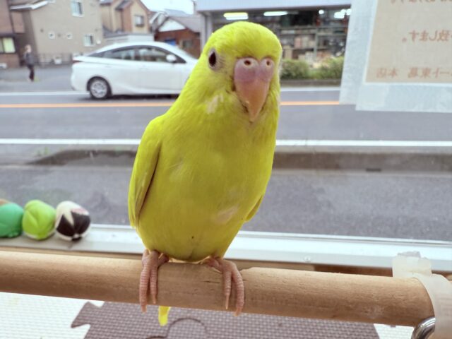 セキセイインコ