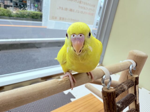 最新画像有ります⭐️ヒナ餌卒業🎓ピロロロ〜🎶真っ黄色なヒヨコちゃんではありません‼️セキセイインコのルチノー⭐️