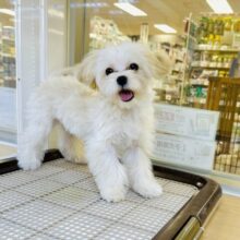 もこもこ🐏🎀🌟甘えん坊マルプーくん　お求めやすい価格になりました！
