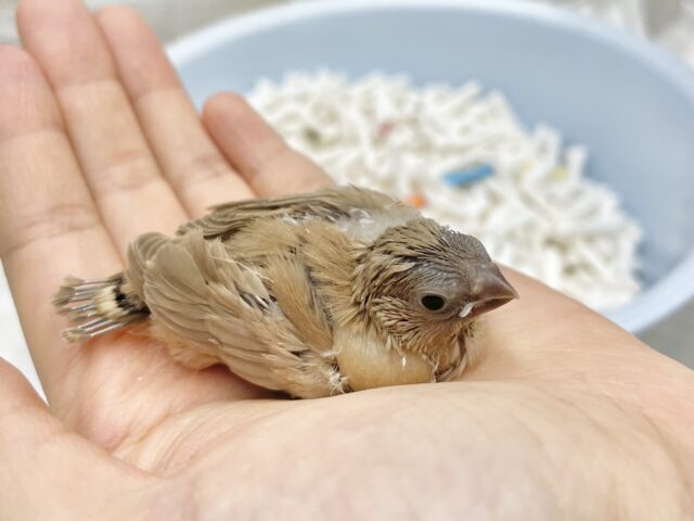 錦花鳥（キンカチョウ）