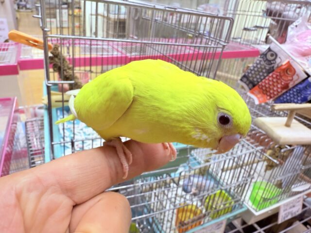 セキセイインコ