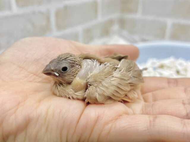 錦花鳥（キンカチョウ）