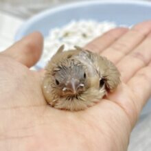 優しい色合い🤎キンカチョウ（フォーン）