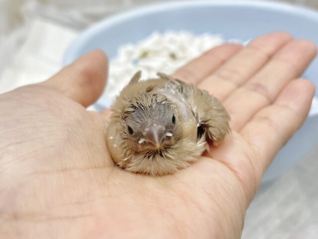 優しい色合い🤎キンカチョウ（フォーン）