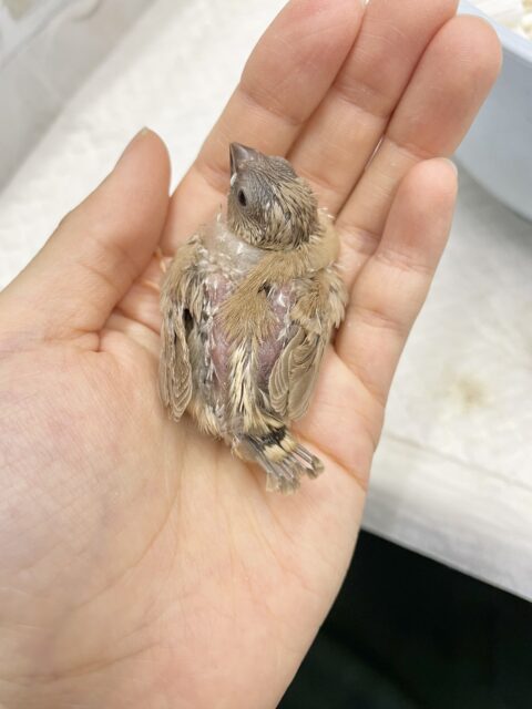 錦花鳥（キンカチョウ）