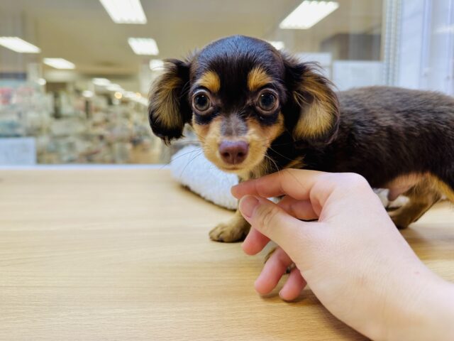 まんまるおめめのチワックスちゃん❣️