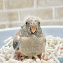 久しぶりの入荷です🩷🩶アキクサインコ（ローズ）
